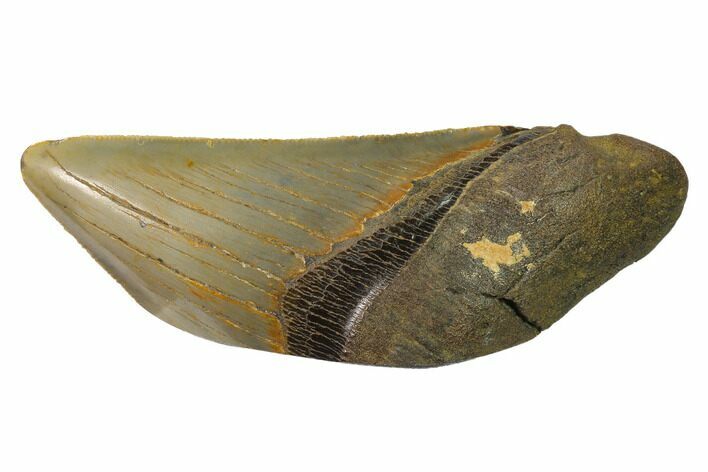 Partial, Fossil Megalodon Tooth Paper Weight #144439